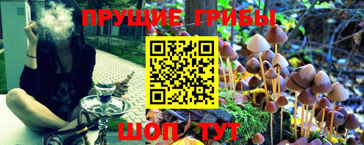 Галлюциногенные грибы Psilocybe Кузнецк